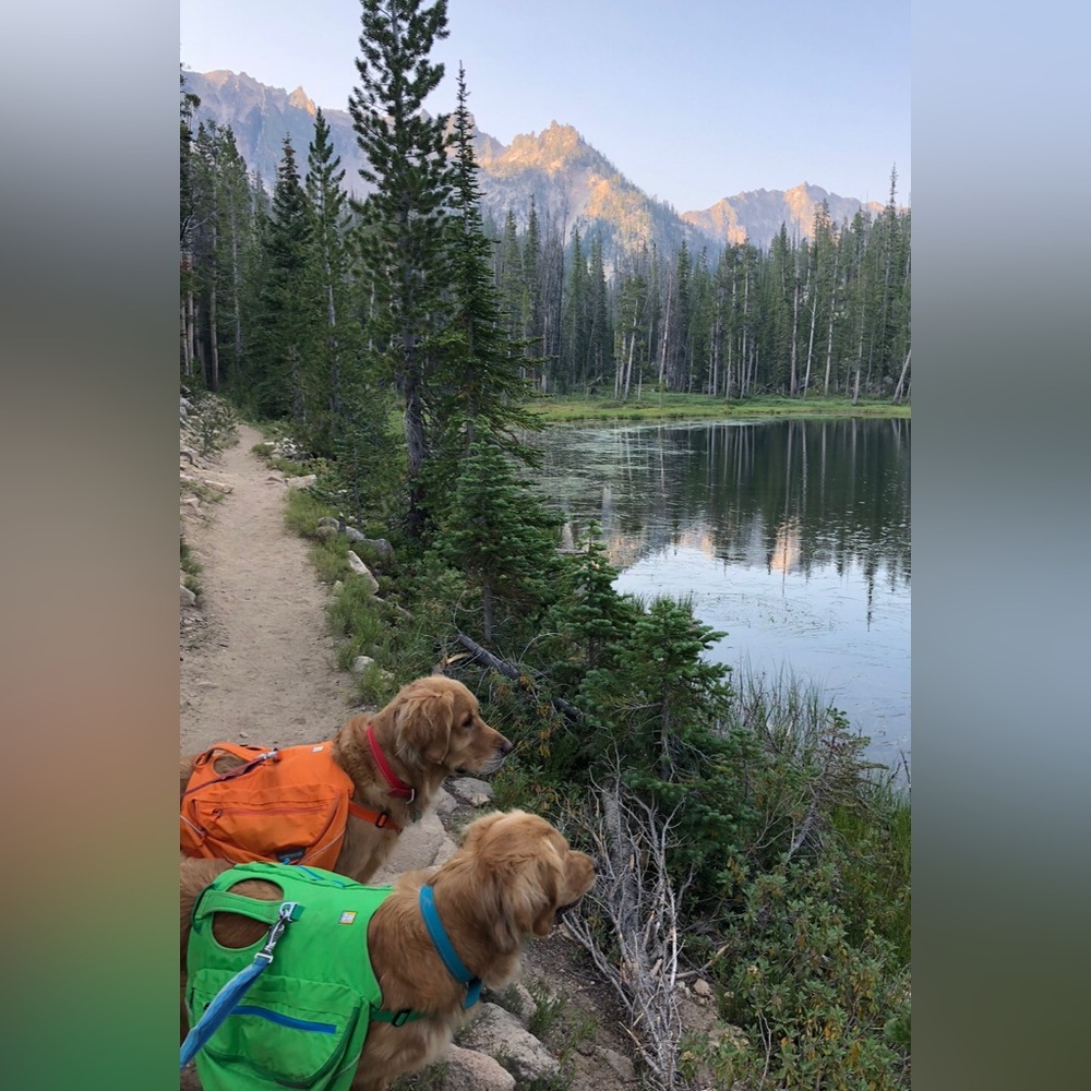 Orange Ruff Wear Dog Pack - Picture 2 of 7
